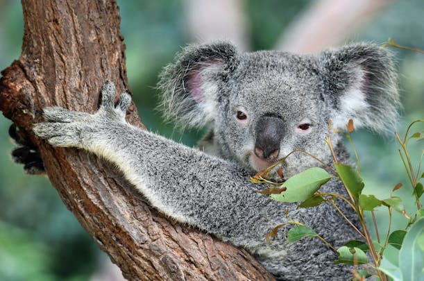 Koala on eucalyptus tree in Australia
