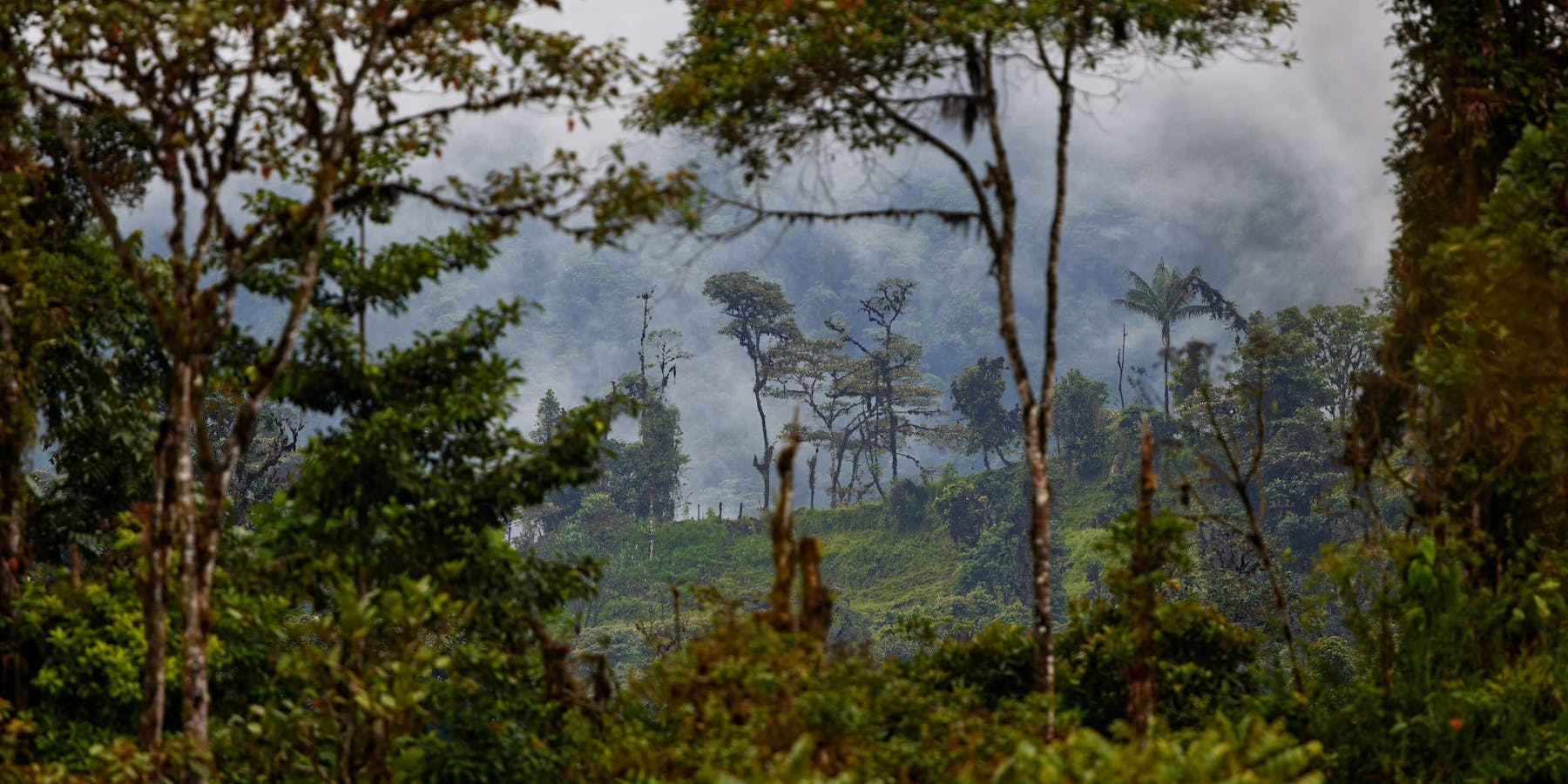 Amazon rainforest, Ecuador