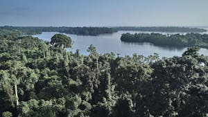 Gabon rainforest, Africa
