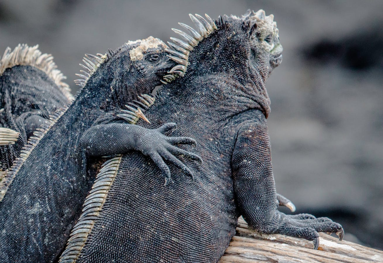 Two iguanas on the Galapagos, Ecuador