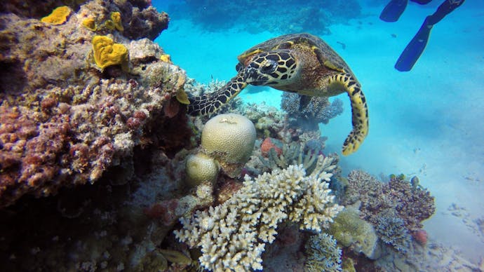 Turtle searches corals on the Great Barrier Reef