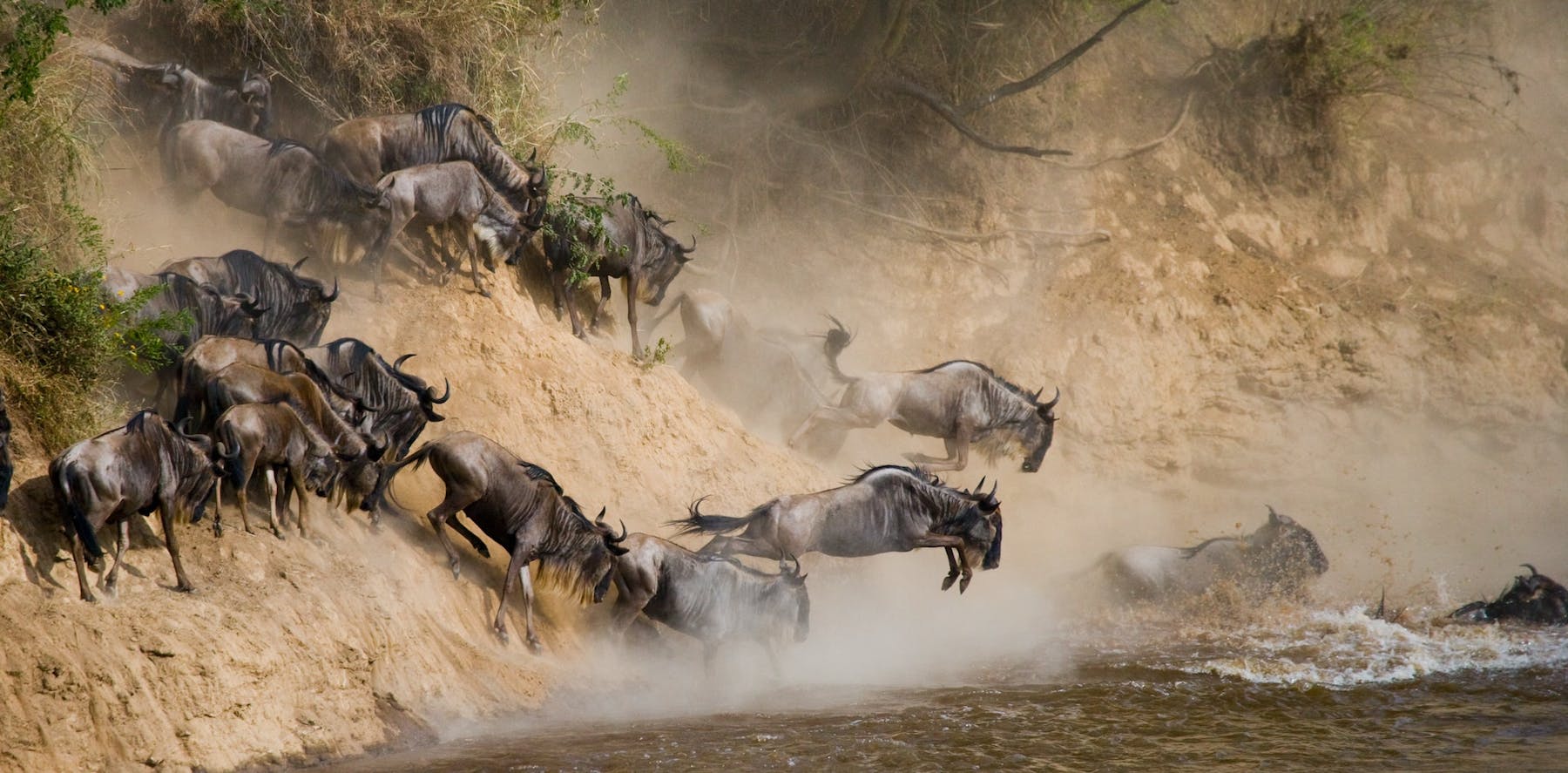Wildebeest migration in the Serengeti, Tanzania