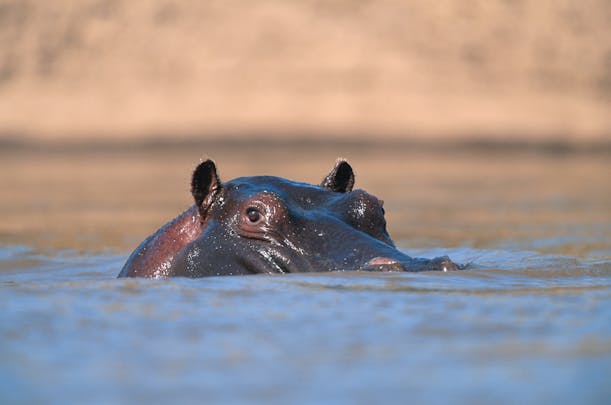 Hippo in Kenya