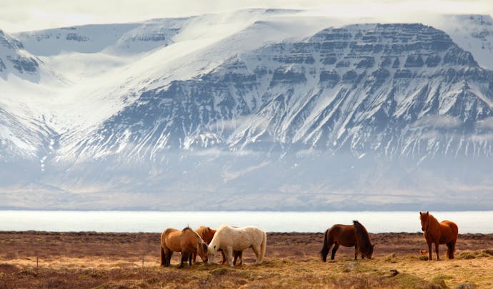 Ponies in Iceland in front of a snow capped mountain