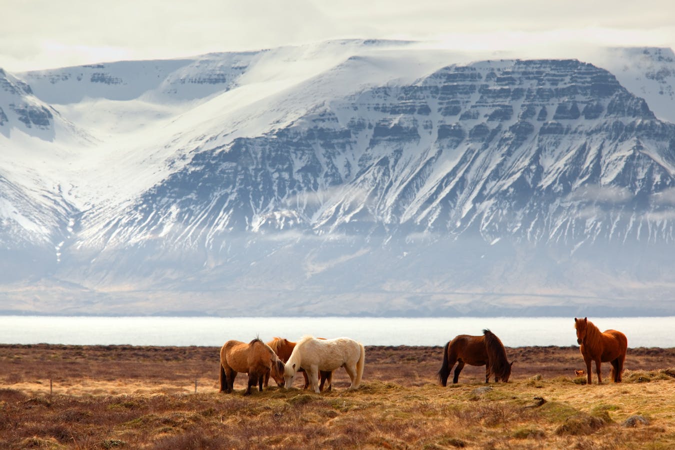 Ponies in Iceland in front of a snow capped mountain