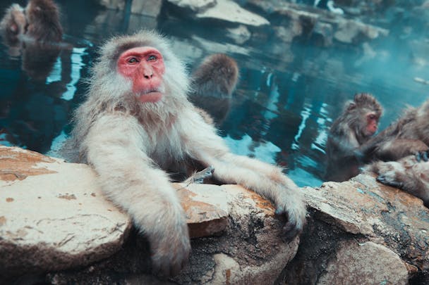Onsen with snow monkeys in Japan