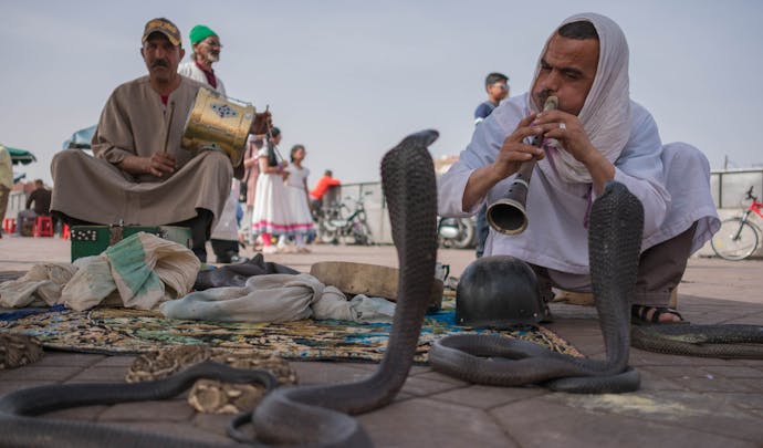 Snake charmer, Morocco