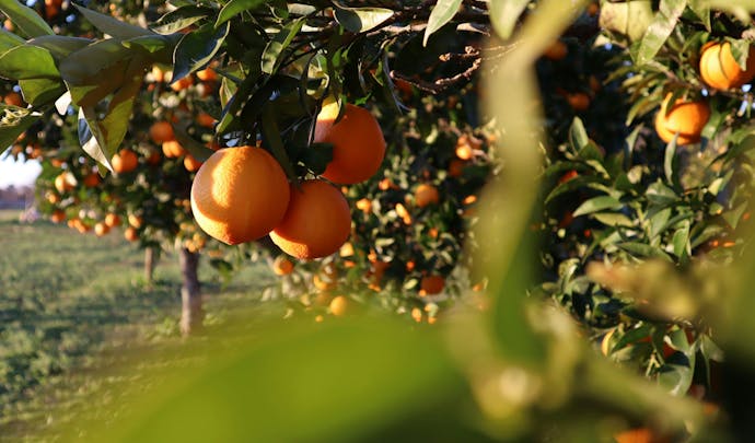 Portuguese oranges in a green valley