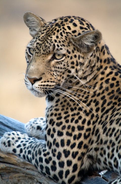Leopard in Botswana for Tatler