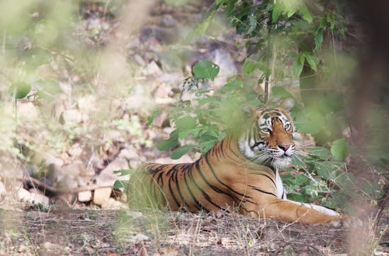 Tiger relaxes on the ground in Ranthambore National park, India
