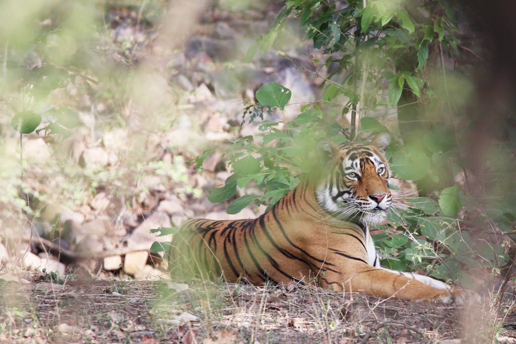 Tiger relaxes on the ground in Ranthambore National park, India