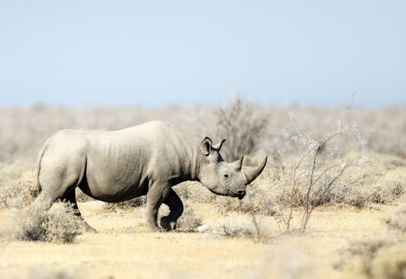 Rhino on safari in Kenya