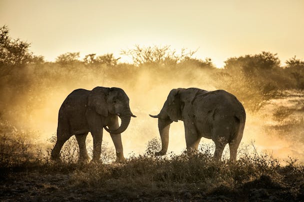 Elephants preparing to fight in South Africa