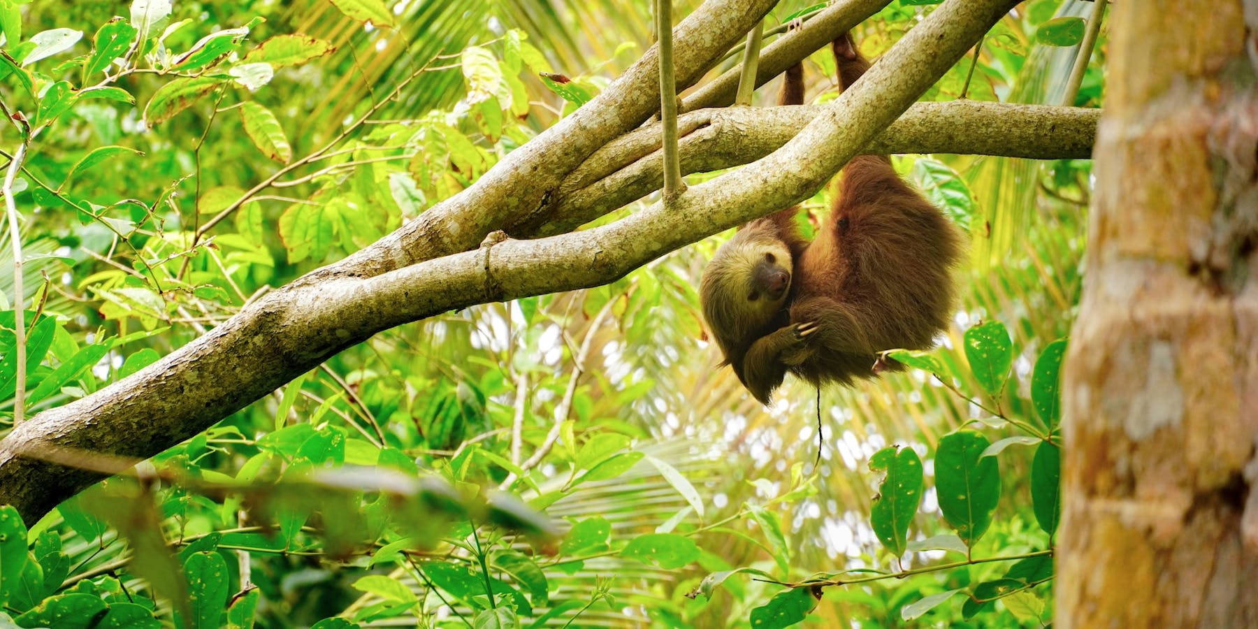 Sloth hanging from a tree branch in Costa Rica