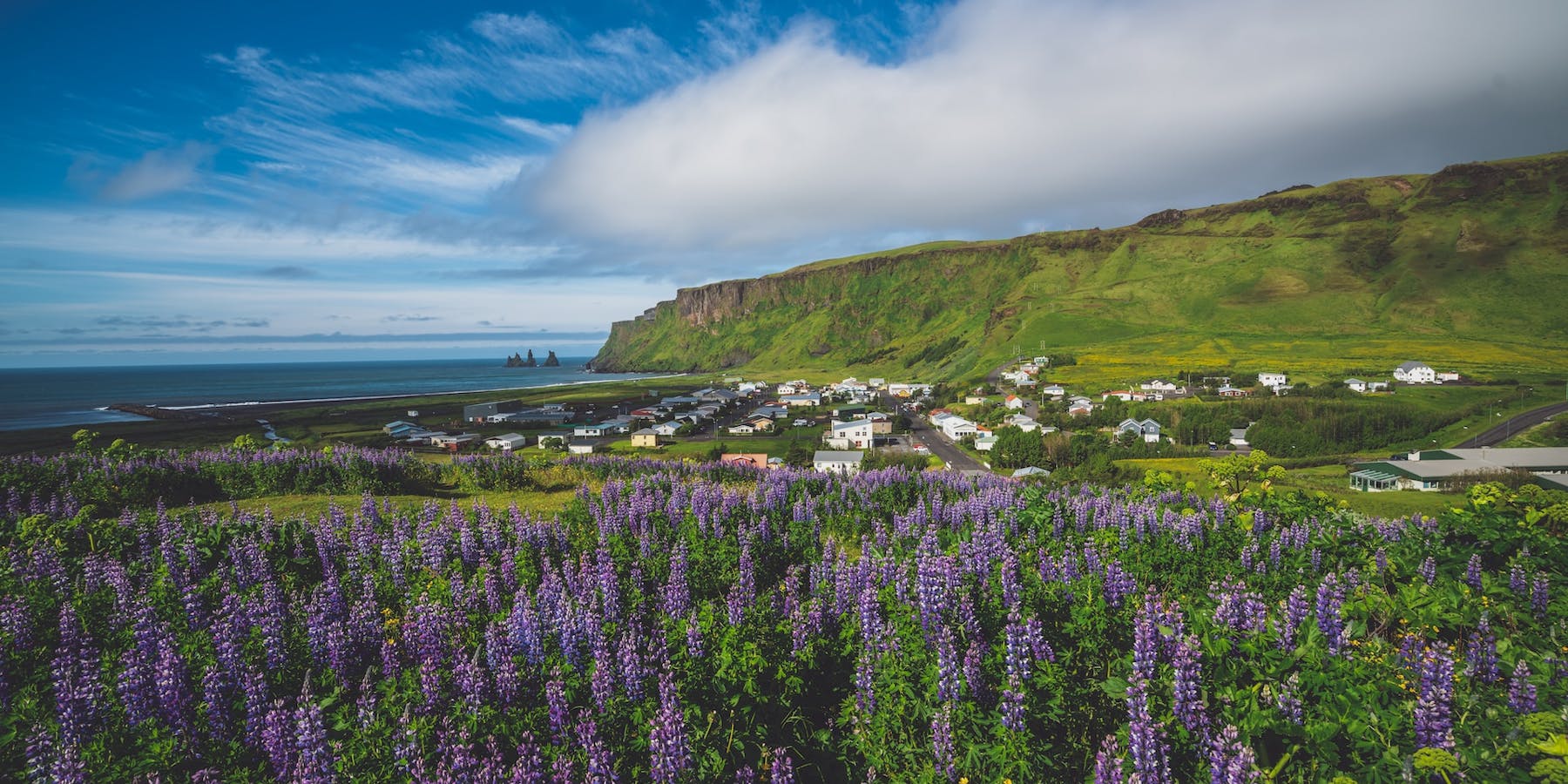 Summer in Iceland with lavender fields