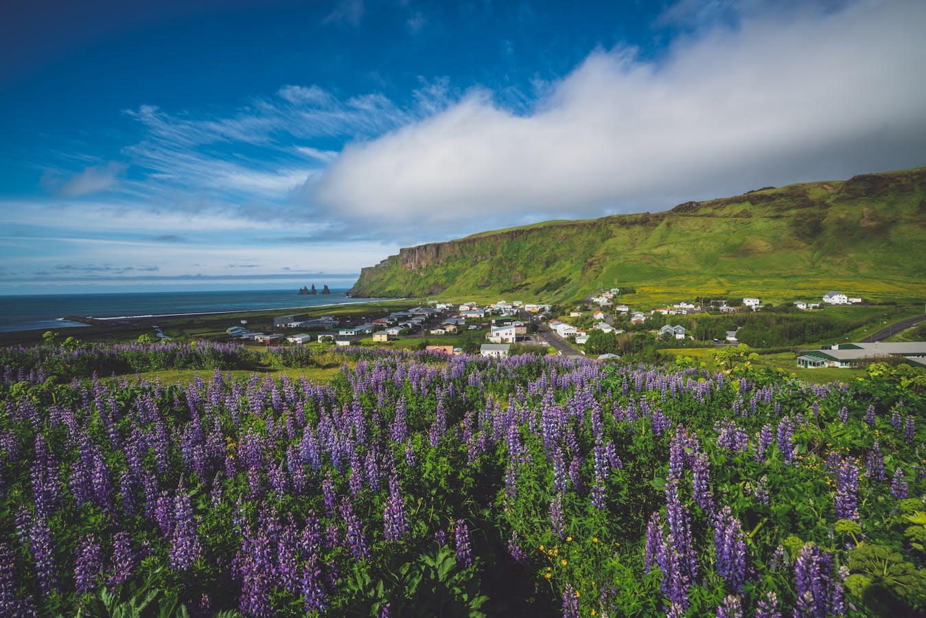 Summer in Iceland with lavender fields
