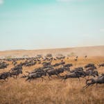 Wildebeest stampede in Kenya