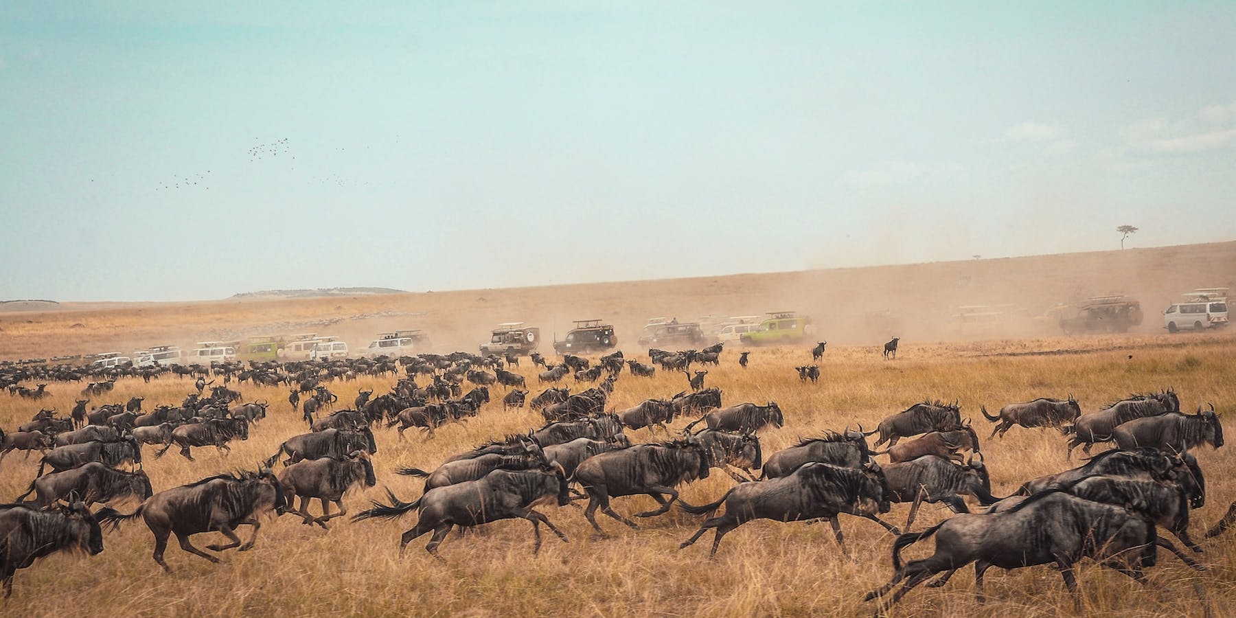 Wildebeest stampede in Kenya