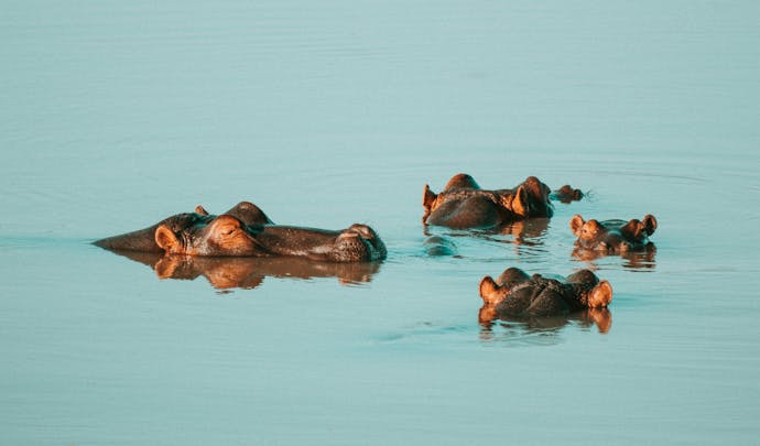 hippos in the Zambezi River, Zimbabwe
