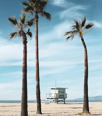 Palm trees and lifeguard hut on Venice Beach, California