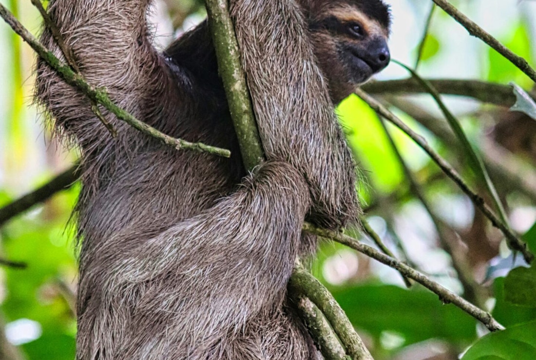 A sloth climbs down the vines in Colombia