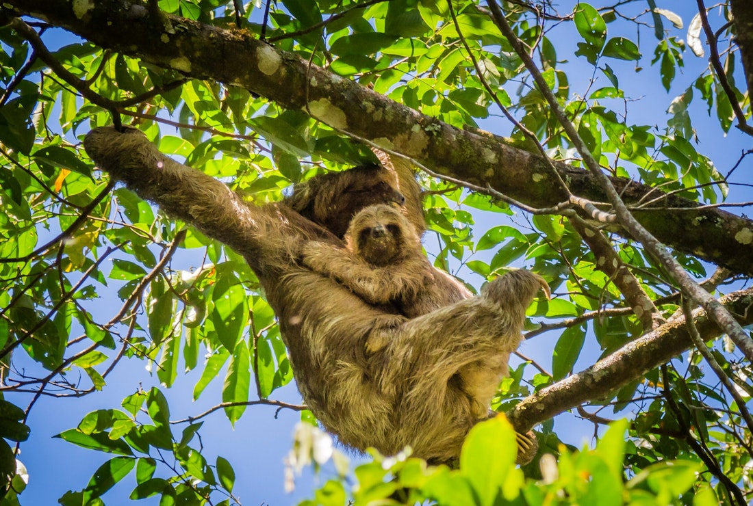 A three toed sloth hugs its baby in the treetops of Colombia