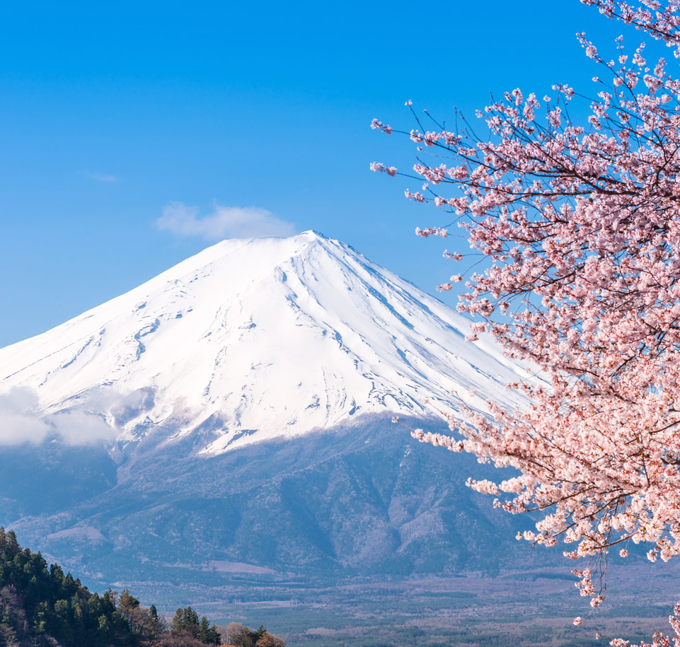 Lost World of good Cherry Blossoms